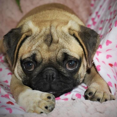 Rosie/Pug/Female/23 Weeks Rosie/Pug/Female/23 Weeks,From the moment Rosie jumps into your arms, she will be sure to snuggle right into your heart and never leave. This little girl is truly one of a kind and she hopes to find a family that is just as special as she is. Whether playing all day or cuddling with the family, Rosie promises to be your most loyal and loving companion. Don't miss out on making this wonderful girl part of your family!