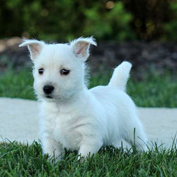 Chippy/West Highland White Terrier/Male/14 Weeks,This little cutie is Chippy! He is an adorable West Highland Terrier pup with lots of spunk. Chippy is vet checked and up to date on shots and wormer. He can be registered with the ACA, plus comes with a health guarantee provided by the breeder. To find out how you can welcome Chippy into your loving home, please contact the breeder today!