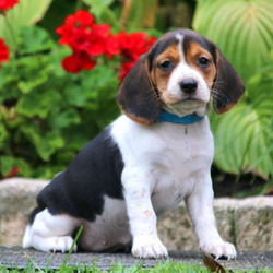 Betty/Beagle/Female/15 Weeks,Betty is a beautiful Beagle puppy who loves to explore and play. This friendly gal is vet checked and up to date on shots and wormer. She can be registered with the AKC, plus comes with a health guarantee provided by the breeder. To learn more about Betty, please contact the breeder today!