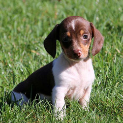 Eric/Dachshund/Male/15 Weeks,Eric is an adorable Dachshund pup who is family raised with children and is spoiled with love. This playful and outgoing pup comes along with a 1-year genetic health guarantee provided by the breeder! Eric has been vet checked and is current on vaccines and wormer. You're also welcome to meet Eric's mom who is the family's beloved pet. To learn more, please contact the breeder today!