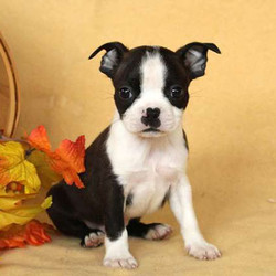 Eddie/Boston Terrier/Male/12 Weeks,Meet Eddie, a cute Boston Terrier puppy who has been family raised with children. This playful pup is vet checked, up to date on vaccinations and comes with a health guarantee provided by the breeder. Eddie can be registered with the ACA and his perky personality will steal your heart! If you are interested in meeting Eddie, contact the breeder today!