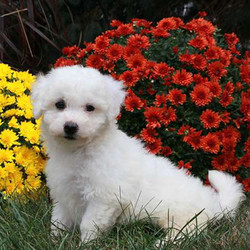 Lenny/Bichon Frise/Male/13 Weeks,Lenny is a bubbly and lovable Bichon puppy. This pup is vet checked, up to date on shots and wormer plus the breeder provides a 30-day health guarantee for him. Lenny’s parents are both on the Stoltzfus Family premises. To meet Lenny, call the breeder today!
