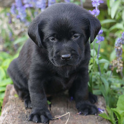  Rochellia/Labrador Retriever/Female/9 Weeks,Rochellia is a fun-loving Black Lab puppy ready to win your heart! This sweet pup is vet checked and up to date on shots and wormer. Rochellia can be registered with the ACA and comes with a health guarantee provided by the breeder. This happy pup is family raised and loves to play with children. To find out more about Rochelle, please contact the breeder today!