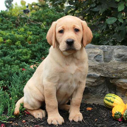 Faith/Labrador Retriever/Female/13 Weeks,Faith is a playful Yellow Labrador Retriever puppy. This frisky little girl is vet checked and up to date on vaccinations, plus comes with a health guarantee provided by the breeder. Faith can be registered with the ACA and her rowdy personality is sure to keep you on your toes. If you would like to meet this cutie, contact the breeder today!