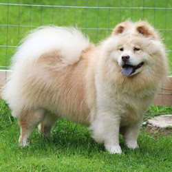 Adopt a dog:CeCe/Chow Chow/Female/9 years,CeCe is patiently waiting for her furever home, could that be you?As you can see, CeCe has the most beautiful cream coat, she is 9 years old and very loving once she gets to know you. She needs a home where she is the only dog because she doesn't play well with others. CeCe would also like all your attention so no small children, please. However, CeCe does like kitties, so she'd be more than happy to share that furever home with a feline friend.
