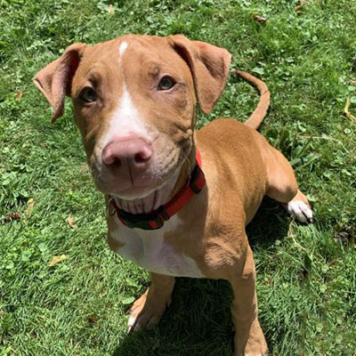 Frida/Pit Bull Terrier/Female/Puppy Adopt a dog:Frida/Pit Bull Terrier/Female/Puppy,Frida is a sassy girl that loves everyone. She is shy at first but she is a complete love. She loves to cuddle and play. She came into rescue with her sister Elena and they have been fostered with all types of animals and kids. She is a great puppy that loves to make you happy.Come meet and adopt this fun girl and your 2019 is bound to overflow with happiness-plus!