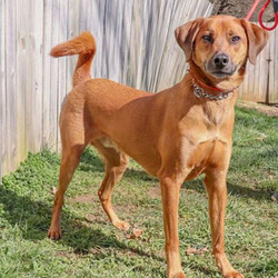 Adopt a dog:Blaze/Vizsla Mix/Male/Adult,Blaze is a 2-year-old vizsla mix. This dog is happy, social and very well-mannered. He is active and bouncy and would do best in a home with another energetic dog that doesn't mind being pounced on. If you have a dog whose top speed is comatose, Blaze is not your dog.Blaze takes treats with a super soft mouth and knows basic commands. He does really well on a leash and is completely house-trained. He is great with people of the adult persuasion, but this is not a dog for small kids. Teenagers and up are fine. He came to us from a home with small kids that had no boundaries and he did not enjoy the experience, so we promised him sullen teenagers and adults only.