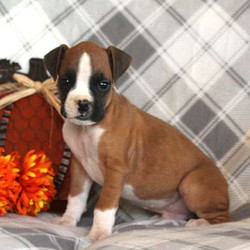 Levi/Boxer/Male/11 Weeks,Levi is a handsome Boxer puppy with a charming personality! This playful fella can be registered with the ACA, plus comes with a 30-day health guarantee provided by the breeder. He is vet checked and up to date on shots and wormer. Levi is also being family raised around children and enjoys spending time outdoors. To learn more about this friendly pup, please contact the breeder today!