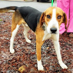 Adopt a dog:Gordy/Hound Mix/Male/Young,Gordy is a 1.5-year-old hound mix in search of a playful, active forever home. Gordy is outgoing, energetic and loves to be outdoors. He has quite the nose and would be a great match for scent games, or even SAR-type training. He is curious and intelligent and likes to run around with an interesting item (or just about anything else). So he will need plenty of toys and a tightly sealed trash can! He is very praise/affection motivated and loves to end his day with belly rubs and snuggles. He actually enjoys baths, especially being toweled off, which is convenient because he is the dog that dips in the mud puddle, every time. He is a light-hearted, funny dog, a real silly goose.Gordy has some lingering (but improving) issues with separation anxiety, so prefers a home where he is not left alone for long periods of time. So, Gordy is seeking some patience and engagement, in exchange, he offers loyalty, love, and lots of fun.