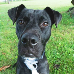 Adopt a dog:Issac/ Labrador Retriever Mix/Male/Young,Playful, sweet, and fun-loving are a few ways to describe Issac. He is only around a year old and loves playing with toys. He enjoys going for walks and car rides. He is looking for a family to love and grow with and of course play with!Come meet and adopt this fun boy and your 2019 is bound to overflow with happiness-plus! Issac can't wait to meet you!