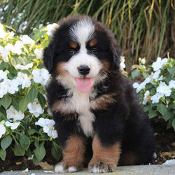 Fable/Bernese Mountain Dog/Female/14 Weeks,Fable is a friendly Bernese Mountain Dog puppy who is sure to win you over with her playful nature and bubbly personality. This fluffy gal is vet checked and up to date on shots and wormer. She can be registered with the AKC, plus comes with a health guarantee provided by the breeder. Both parents are on the premises and are available to meet.Fable can't wait to shower you with puppy love, so hurry! Don't miss out on the pup of a lifetime!