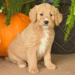 Misty/Goldendoodle/Female/11 Weeks,Say hello to Misty! This sweet gal is a lovable Goldendoodle who cant wait to join in all the fun at your place! She is being family raised around kids and her mother is the family's beloved pet who is available to meet as well! She has also been vet checked, is up to date on shots & wormer and comes with a 30-day health guarantee which is the breeder is providing. Misty can't wait to shower you with puppy love, so hurry! Don't miss out on the pup of a lifetime!
