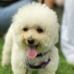 Adopt a dog:Sofia/Bichon Frise / Poodle Mix/Female/Young,Meet Sofia! Her personality is as big as her beautiful name. She's a 4-year-old small 8-pound Bichon Frise mix. She is fun, loving and full of spirit! She took a fall before becoming a BROC BABE and the doctors said she would NEVER walk again due to a spinal cord rupture. But she has the will to get wherever she wants, nothing holds her back. Come meet and adopt Sofia and your 2019 is bound to overflow with happiness-plus!