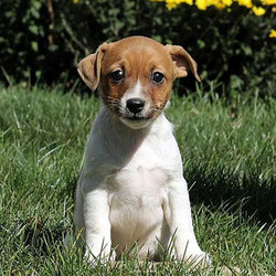 Lanae/Jack Russell Terrier/Female/10 Weeks,Meet Lanae, a very friendly Jack Russell Terrier puppy who is well socialized and ready for a forever home. This pup is up to date on shots and wormer plus the breeder provides a 30 day health guarantee for Lanae. To meet this bubbly gal, call the breeder today!