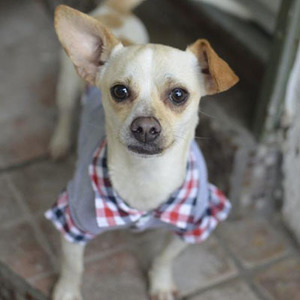 Odin/Dachshund / Jack Russell Terrier Mix/Male/Young Adopt a dog:Odin/Dachshund / Jack Russell Terrier Mix/Male/Young,Odin is 1-2 years old and weighs 12 pounds. He is sociable with other dogs, give and get kisses from his canine pals. He is crate-trained. His adoption fee is $265 and covers the cost of his neuter, all core vaccines (Rabies and Distemper/Parvo), deworming, microchip and microchip registration.Come meet and adopt Odin and your 2019 is bound to overflow with happiness-plus!