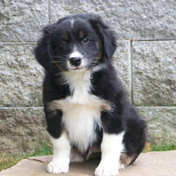 Baxter/Australian Shepherd/Male/11 Weeks,Baxter's an adorable Australian Shepherd puppy that can’t wait to go on an adventure with you! This handsome fella is vet checked and up to date on shots and wormer. He also comes with a health guarantee provided by the breeder! To welcome this sweet pup into your home please contact the breeder today!