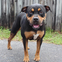 Adopt a dog:Buddy Honey/Rottweiler /Male/Young,Buddy Honey loves air conditioning but acts as he had rather be on the couch. The girls gave him a bath. He didn't enjoy it but put up with them. He does like being brushed. He's a small guy with a big personality and waiting for his forever home! He will come to you happy and healthy! Come meet and adopt Buddy and your 2019 is bound to overflow with happiness-plus!