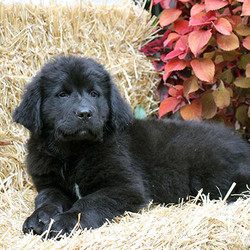 Gigi/Newfoundland/Female/16 Weeks,Gigi is an adorable Newfoundland puppy with a gentle nature. This soft coated cutie is vet checked, up to date on shots and wormer, plus comes with a health guarantee provided by the breeder. Gigi is family raised with children and she loves to cuddle and play. To learn more about this sweet gal, please contact the breeder today!