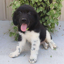 Smoky/Newfoundland/Male/16 Weeks,Landseer Newfoundland litter of 7 in beautiful gray and white, classic black and white and eye-catching chocolate and white. The Landseer markings are really starting to pop on their beautifully marked coats. And Smoky has the large majestic head and soft soulful expression true to the breed. He has been groomed regularly and has had lots of positive interactions with people and children. Don't miss out!