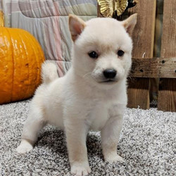 Marshmallow/Shiba Inu/Female/7 Weeks,Introducing Marshmallow! She’s a pampered and joyful little girl. Without a doubt, she’ll be the favorite of your home in no time. Her favorite hobby other than playtime is spending time with you. When Marshmallow arrives at her new home, she will have a nose to tail vet check and arrive with a current health certificate. Marshmallowcan't wait to shower you with puppy love, so hurry! Don't miss out on the pup of a lifetime!