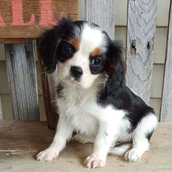Asher/Cavalier King Charles Spaniel/Male/12 Weeks,Say hello to Asher, a handsome Cavalier King Charles Spaniel puppy ready to be your new pal! This charming fellow is vet checked, up to date on shots and wormer, plus comes with a health guarantee provided by the breeder. Asher is family raised and well socialized with children. To find out more about this delightful pup, please contact the breeder today!