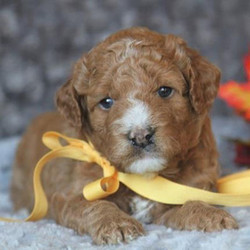 Jasmine/Goldendoodle/Female/5 Weeks,This classy, little head turner can't wait to meet you. Isn't she a dream? You can tell that she knows she is a cutie. She prances around the house like she is the queen of the castle. Jasmine will be sure to come home with her vaccinations up to date and the vet's stamp of approval. Don't miss out on a chance to make this little angel all yours. Puppies like this don't come around often.