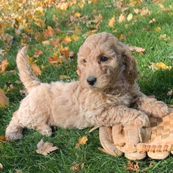 Cambry/Goldendoodle/Female/8 Weeks,Cambry is very sweet and playful; she loves kids! She is gentle and loving. She is always up for anything and is just an all-around great puppy! Cambry will be sure to come home to you up to date on her puppy vaccinations and vet checked. Don't let this little star pass you by. She will be sure to make that perfect, playful, loving addition that you and your family have been searching for.