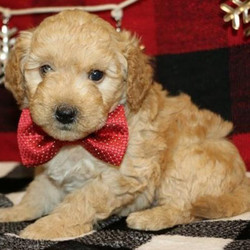 Cody/Goldendoodle/Male/7 Weeks,This little head turner can't wait to meet you. Cody comes from a long line of incredible dogs. Isn't he a dream? You can tell that Cody knows he is a cutie. He struts around the house like he is the king of the castle. Cody will be sure to come home with his vaccinations up to date and the vet's stamp of approval. Don't miss out on a chance to bring him home. Puppies like this don't come around often.