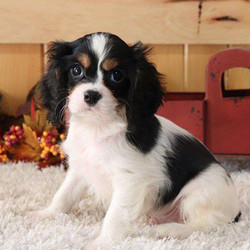 Sparky/Cavalier King Charles Spaniel/Male/12 Weeks,Sparky is a soft coated Cavalier puppy who loves to romp around and play. This little cutie is vet checked and is up to date on shots and wormer. He can be registered with the ACA, plus comes with a health guarantee provided by the breeder. To find out how you can welcome Sparky into your heart and home, please contact the breeder today!
