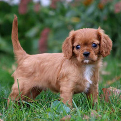 Alex/Cavalier King Charles Spaniel/Male/13 Weeks,Alex is a beautiful Cavalier King Charles Spaniel puppy with a great personality. He has been family raised with children and both of his parents are the Yoder's family pets. Alex is vet checked and up to date on vaccinations, plus he comes with a 6 month genetic health guarantee provided by the breeder. This sweet boy is very well socialized and can be registered with the ACA. If you would like to welcome this adorable pup into your family, contact the breeder today!