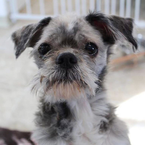 Muffin/ Shih Tzu /Female/Senior Adopt a dog:Muffin/ Shih Tzu /Female/Senior,Muffin is a super sweet little girl. She is 12 yrs old. She still loves cuddles, toys, and a warm bed! Muffin is very deserving of a place to call her own for the rest of her life. Someone to love her and care for her forever!Muffin is spayed, up to date on vaccinations, heartworm test, on flea and heartworm preventative, and ready for her new home.