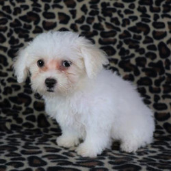 Fancy/Bichon Frise/Female/12 Weeks,Fancy is such a happy girl! She loves to meet new people and is always giving the best kisses! She loves to be close to you and is quite the cuddle bug! She also loves to explore outdoors, and her little nose stays busy by helping lead her to new discoveries! Fancy is up to date on vaccinations, vet exams, and is even microchipped! This beauty truly is a special girl, so don't let her slip by. A lifetime of wonderful memories is waiting for you!