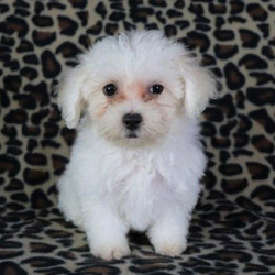 Fancy/Bichon Frise/Female/12 Weeks,Fancy is such a happy girl! She loves to meet new people and is always giving the best kisses! She loves to be close to you and is quite the cuddle bug! She also loves to explore outdoors, and her little nose stays busy by helping lead her to new discoveries! Fancy is up to date on vaccinations, vet exams, and is even microchipped! This beauty truly is a special girl, so don't let her slip by. A lifetime of wonderful memories is waiting for you!