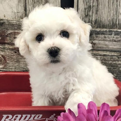 Gabby/Bichon Frise/Female/7 Weeks,Gabby is such a beautiful girl that she can't wait to meet her new family. You are going to have so much fun together. You're going to go for nice walks, play lots of games, and when you're done you'll curl up next to each other.Gabby can't wait to shower you with puppy love, so hurry! Don't miss out on the pup of a lifetime!