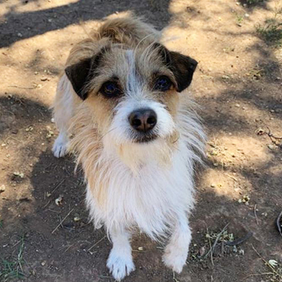 Millie/ Schnauzer Mix /Female/Puppy Adopt a dog:Millie/ Schnauzer Mix /Female/Puppy ,Millie is an active girl who loves to play. She is always ready to run around the yard with her siblings and loves making new friends. Millie came to the shelter with her siblings Max and Minnie and all three are joyful, affectionate, playful and just plain fun to be around! All those great qualities, plus she is just as adorable as can be!