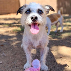 Adopt a dog:Minnie/Schnauzer Mix /Female/Small,Minnie loves toys! Any toy she sees must be explored! (Note the toy in her mouth in her picture!) She is usually the one leading her siblings while they explore the yard. There is just pure joy when she is playing fetch! Minnie and her siblings Max and Millie are some of the happiest, friendliest and entertaining little dogs! Minnie is ready for a family of her own and her ideal home would include, of course, lots of TOYS!