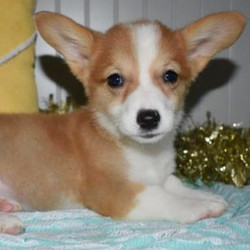 Gloria/Pembroke Welsh Corgi/Female/11 Weeks,If you are ready for tons of puppy love, then this baby girl is just the one for you. Gloria is her name and is cuddling is her game. Before arriving at your home Gloria will be vet checked, up to date on her puppy vaccinations, and pre-spoiled. Don't worry though, she can't wait to spoil you too! She is ready to be a part of your family. Get the ball rolling and bring this sweetheart to her new home!