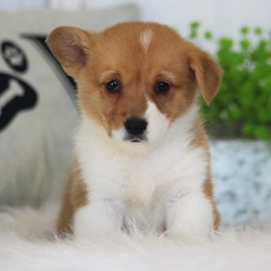 Ariel/Pembroke Welsh Corgi/Female/7 Weeks,This is Ariel. She is ready to come home and be your best friend. As soon as you walk in the door she’ll be right there to greet you with her wagging tail. Ariel will be up to date on vaccinations and pre-spoiled when arriving home to you. She is eager to learn everything you want to teach her and she can’t wait to arrive at her new home to begin. Don’t miss your chance to add this loving pup to your family!