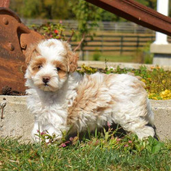 Missy/Maltipoo/Female/9 Weeks,Missy is a sweet Maltipoo that has the face you can't resist! This fun pup is socialized and being family raised with the Kauffman children. Missy has been checked by a vet and is up to date on shots and wormer. Plus. the breeder provides a health guarantee. With her soft coat of fur, she is ready for cuddles. Please call the breeder today to learn how get to know this puppy and give her a forever home!