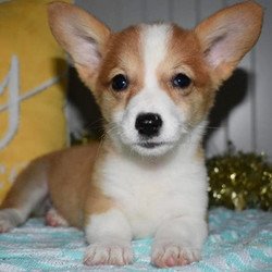 Gloria/Pembroke Welsh Corgi/Female/11 Weeks,If you are ready for tons of puppy love, then this baby girl is just the one for you. Gloria is her name and is cuddling is her game. Before arriving at your home Gloria will be vet checked, up to date on her puppy vaccinations, and pre-spoiled. Don't worry though, she can't wait to spoil you too! She is ready to be a part of your family. Get the ball rolling and bring this sweetheart to her new home!