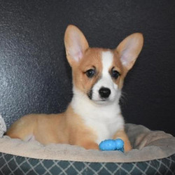 Josh/Pembroke Welsh Corgi/Male/11 Weeks,Josh is the puppy for you! He has looks that will make him the talk of the town and he has personality plus. Josh promises to be your very best companion. He will always be there to listen and cuddle, and you can always count on him to be ready for playtime at the drop of a hat. This guy has everything that you are looking for in a puppy. Josh will be coming to you vet checked from head to tail and up to date on his puppy vaccinations. He will be the perfect new addition to your family. He is ready to love you so call about him today!