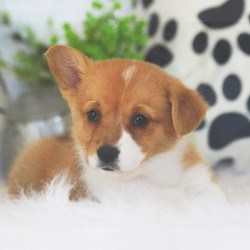 Ariel/Pembroke Welsh Corgi/Female/7 Weeks,This is Ariel. She is ready to come home and be your best friend. As soon as you walk in the door she’ll be right there to greet you with her wagging tail. Ariel will be up to date on vaccinations and pre-spoiled when arriving home to you. She is eager to learn everything you want to teach her and she can’t wait to arrive at her new home to begin. Don’t miss your chance to add this loving pup to your family!