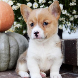 Poppy/Pembroke Welsh Corgi/Female/23 Weeks,Poppy, the keeper of all squeaky toys. If it's on the floor, she owns it. If it has peanut butter on it, then yes, she probably licked it. She is a confident little pup and she plans to win the hearts of all she meets. She likes belly rubs, lots of hugs and pats on the head, so she knows when she's being good. She'll be here with her squeaky toys and peanut butter, waiting for your call! Don't miss out on this charming girl!