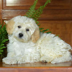 Blondie/Maltipoo/Female/11 Weeks,Meet Blondie, a cute and playful Maltipoo puppy who is being family raised with children and is well socialized. This pup is vet checked, up to date on shots & wormer plus Blondie comes with a health guarantee provided by the breeder. Blondie can't wait to shower you with puppy love, so hurry! Don't miss out on the pup of a lifetime!