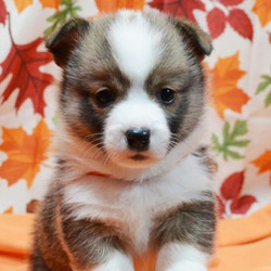 Marshal/Pembroke Welsh Corgi/Male/6 Weeks,This handsome baby boy is sure to win your heart with just one look. Not only is Marshal sure to be the number one cutie in your neighborhood, but he is also charming, playful, and full of puppy kisses. He will do just about thing to get you to smile and is up for any fun activity that you can think of. Walks on the beach, hide-n-go-seek around the house, trips to dog park to show off how great his family, it all sounds like a good time to Marshal. This baby is vet checked, pre-spoiled, and up to date on his puppy vaccinations. Don't let this cuddle bug pass you by. You are his new fur-ever family, he just knows it!