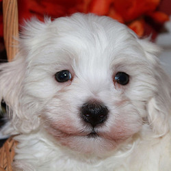 Coffee/Maltipoo/Male/7 Weeks,Meet Coffee, a lively and lovable Maltipoo puppy ready to be your new best friend! This angelic pup is vet checked, up to date on shots and wormer, plus comes with a health guarantee provided by the breeder. Coffee can't wait to shower you with puppy love, so hurry! Don't miss out on the pup of a lifetime!