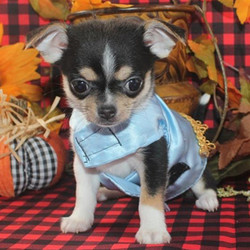 Felix/Chihuahua/Male/8 Weeks,Say hello to Felix! He's a very outgoing puppy and he's looking for a family where he would fit in! If you think you could be that family, then hurry up and pick him. He will be up to date on his vaccinations before coming home to you, so you can play as soon as he gets there. Hurry! He can't wait to meet his new family!
