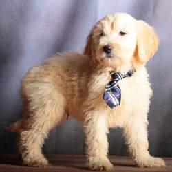 Chadwich/Goldendoodle/Male/9 Weeks,Chadwich is a true prince charming. He is just as handsome and lovable as they come. He is always up for anything. He will be the first to run in the yard for a good game of catch or to lie on the couch for a good nap. He is just an all-around great pup! Chadwich will be sure to come home to you up to date on his vaccinations and vet checks. Don't let this all around star pass you by. He will be sure to make that perfect, playful, loving addition that you and your family have been searching for.