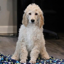 Carson/Poodle/Male/10 Weeks,Meet Carson! This lovable pup is currently searching for a good, loving home. Whether playing all day or relaxing on the couch, Carson promises to be your most loving companion. This cutie will arrive at his new home up to date on vaccinations. Carson can't wait to jump into your arms and shower you with his many, many puppy kisses! Don't miss out!