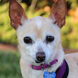 Adopt a dog:Mrs. Doubtfire/ Chihuahua /Female/Senior,Mrs. Doubtfire is a tiny blonde bombshell and a bundle of love just waiting for a family of her own. She is a 10-year-old Chihuahua who prefers to spend her time on her person's lap, next to her person, or on a pile of fluffy pillows. She weighs just 8 lbs. She does well with other animals and lives in a foster home with dogs and cats. She is house trained. She doesn't engage much with toys but will try to play with her person. She prefers to sleep under covers and likes lazy mornings. She loves to bounce around excitedly and every day she shows her foster mom how excited she is about everything. Mrs. D loves to be held and carried around, and she walks well on a leash. She seems to behave fairly well with people she does not know, but she doesn't care for strange animals or people getting in her face when they are not invited. We think she’d be fine with older, gentle kids who know how to safely handle a tiny senior dog, but she would not enjoy living with young kids.